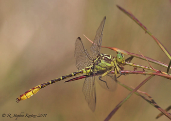 Stylurus ivae, male